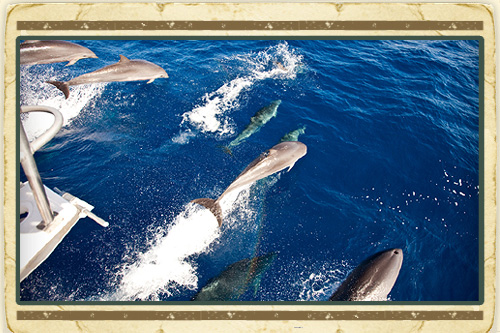 Dolphin & Whale Watching Experience